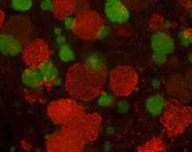 environmental microbiology ×pdf drive is your search engine for pdf files as of today we have 48,168,883 ebooks for you to download for free no annoying ads, no download limits, enjoy it and. environmental microbiology ×pdf drive is your search engine for pdf files as of today we have 48,168,883 ebooks for you to download for free no annoying ads, no download limits, enjoy it and.