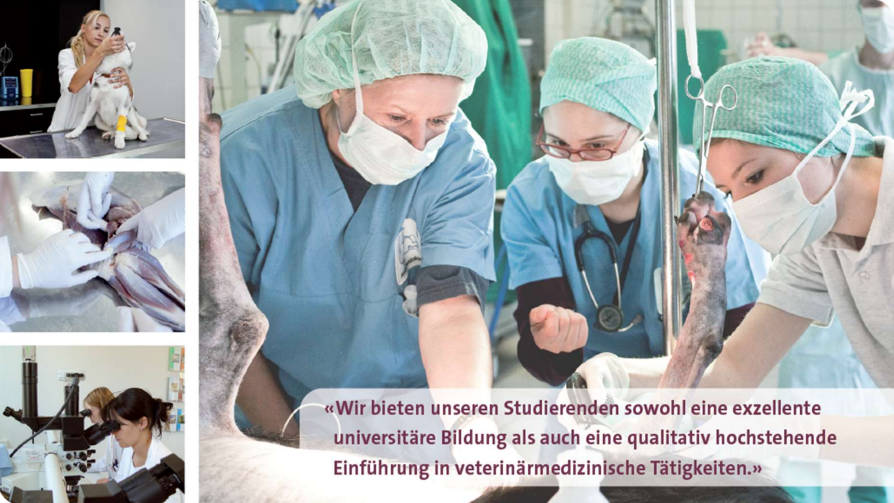Veterinary practice session